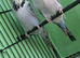 Texas clear body budgies for sale