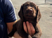 cocker spaniel pups ONLY BOYS LEFT