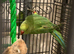 Babe Ring neck And one adult