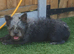 8 month old male