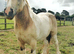Dun and white mare 14.2 5yo