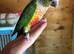 Handtame Pineapple Conure