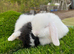 Mini lop pure bred