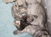 Stunning & Unique Kittens for Sale