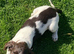 KC Registered Springer Spaniel Puppies