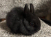 Netherland dwarf babies