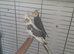 A pair of cockatiels