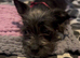 Chihuahua cross Shih Tzu
