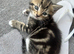 4 fluffy beautiful Norwegian Forrest cats