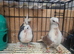 young beautiful german owl pigeon