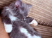 Ragdoll kittens born 10/07/26
