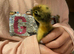 Indian runner ducklings available from 22nd April