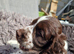 Cocker spaniels puppies 2 boys left.