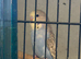 Baby budgies