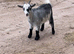Pygmy Goat Nannies