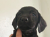 Doxiepoo gorgeous dachshund/poodle crosses