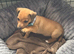 Jack Russell pup for sale