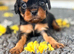 Black tan male left - health tested & kc reg
