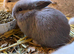 Chocolate carrier mini lop babies