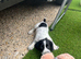 Spanile beagle