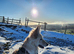 Well Proven huge beautiful German shepherd