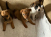 Minature Jack Russell puppys