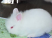BEAUTIFUL PUREBRED LIONHEAD BABIES