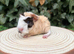 Beautiful baby boy piggies