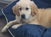 Golden retriever boy