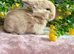 Three gorgeous baby bunnies for sale
