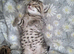 6 beautiful kittens