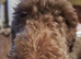 Hypoallergenic Health Checked PROVEN Labradoodle Curly None Shedding STUD