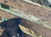 Collie x Kelpie pups