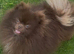 Beautiful sable boy puppy