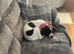 Mia- English Springer Spaniel