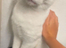 Pure White cat