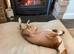 Proven KC Italian Greyhound Stud from champ lines