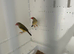 Star finches