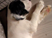 Female Cocker spaniel