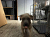 1 Gorgeous Cane Corso left 1boy