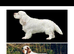 1 kc reg show male puppy