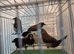 5 Bengalese finches for sale