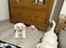 Puppies for sale