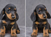 3 girls 3 boys miniature dachshunds