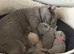 British shorthair kittens