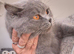 Beautiful Blue male kitten