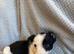 border collie puppies for sale
