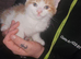 LAST GIRL KITTEN