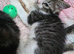Lynx Ragdoll x Kittens 10 weeks old Ready for their forever homes!
