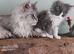 Ragcoon(Mainecoon x Ragdoll) 16 week kittens 2 female
